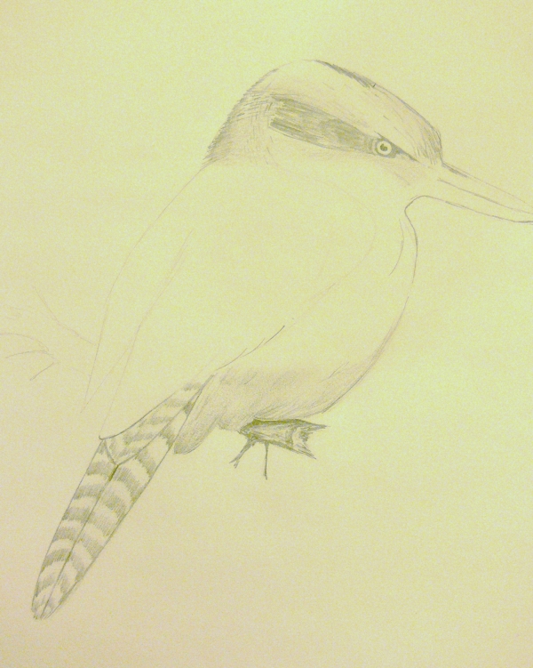 Creation of Kookaburra: Step 2