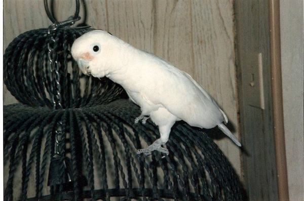 Creation of Cockatoo: Step 1