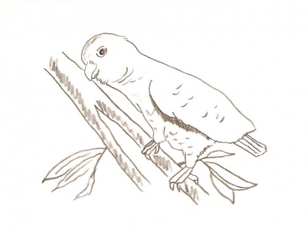 Creation of Cockatoo: Step 2