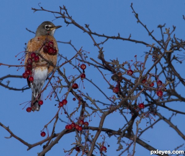 Creation of Robins in December: Step 1