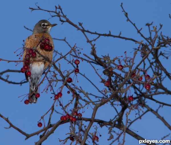 Creation of Robins in December: Step 2