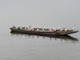 Crowdedboat