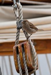 sparrowonboat
