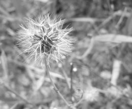 Flower Gone to Seed