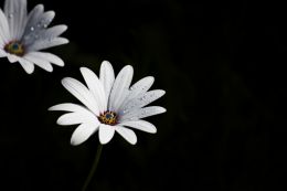 Daisybushes