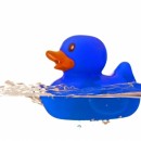 blue duck source image