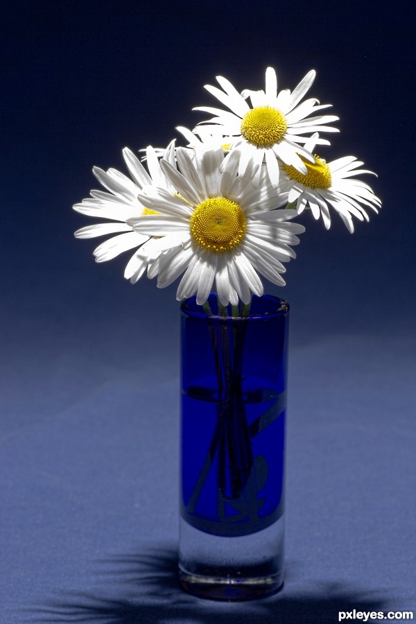 Daisies photoshop picture)