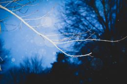 Branch in blue