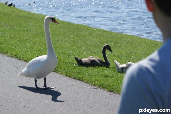 Creation of about swans and transportation: Step 5