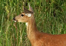 Fawn