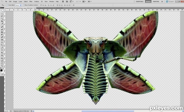 Creation of Cobra moth: Step 11