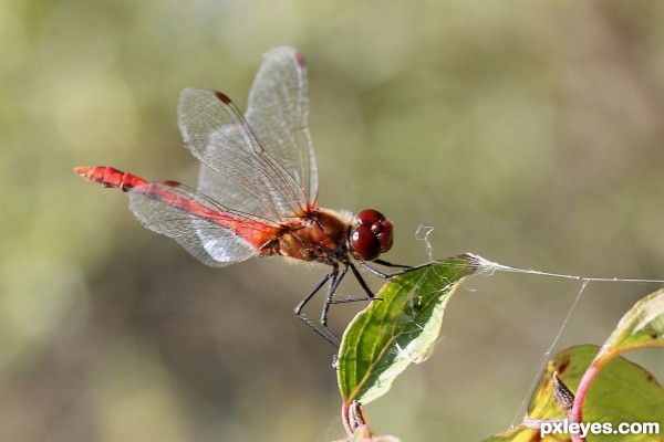 Creation of Dragonflies at the Pond edited: Step 1