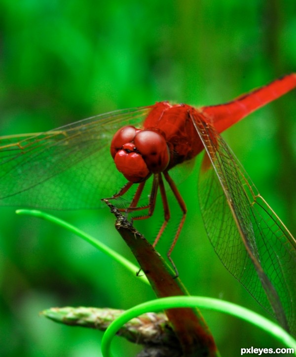 Creation of Dragonflies at the Pond edited: Step 2