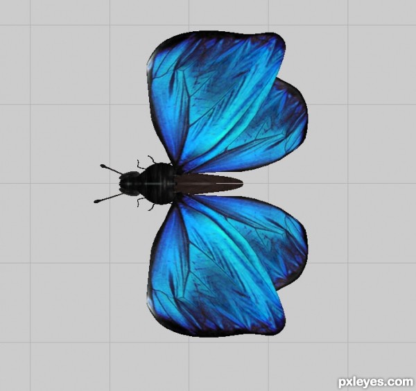 Creation of Blue Butterfly: Step 12