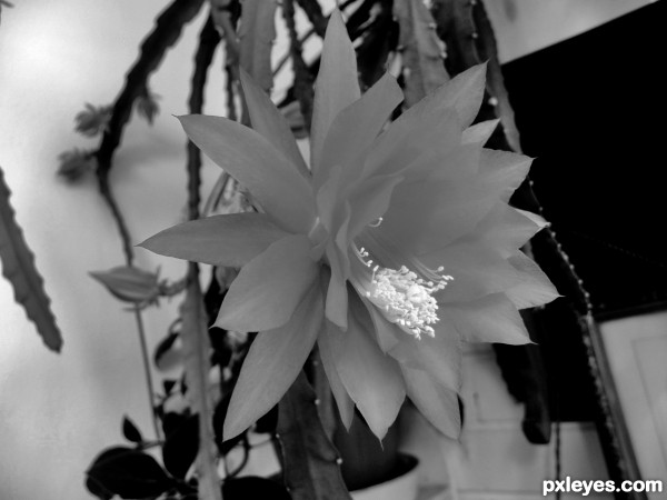 cactus flower