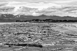 Driftwood