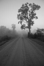 Misty morning drive
