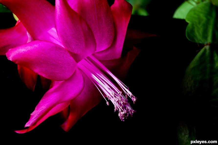 X-mas Cactus Bloom