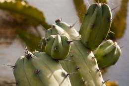 Spiny cactus