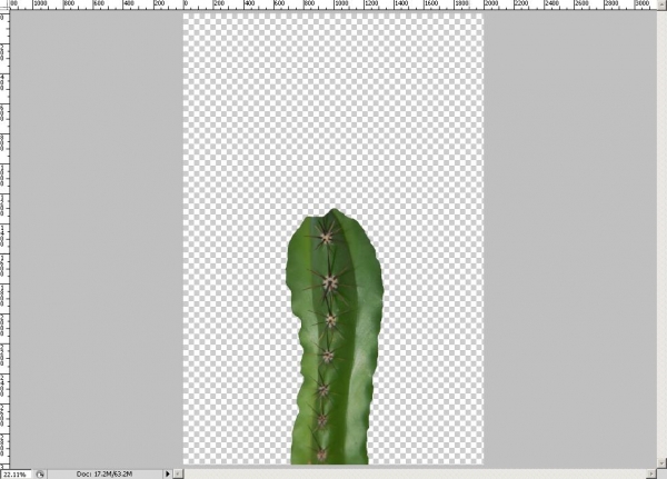 Creation of The truth about Cacti: Step 1