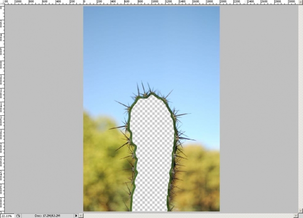 Creation of The truth about Cacti: Step 3