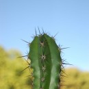 cactus source image