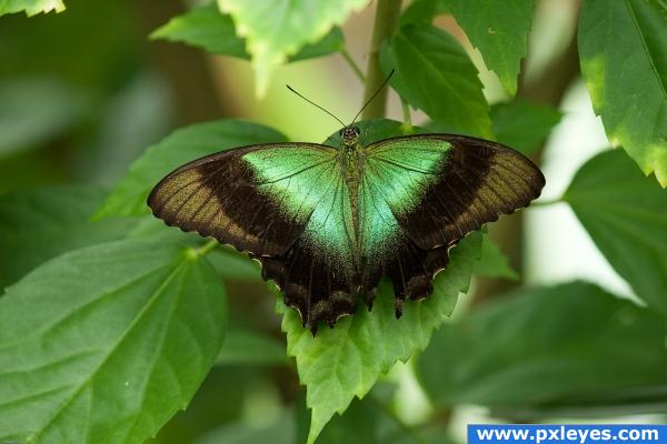 green butterfly on leaves