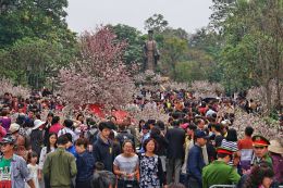 Joy of Sakura