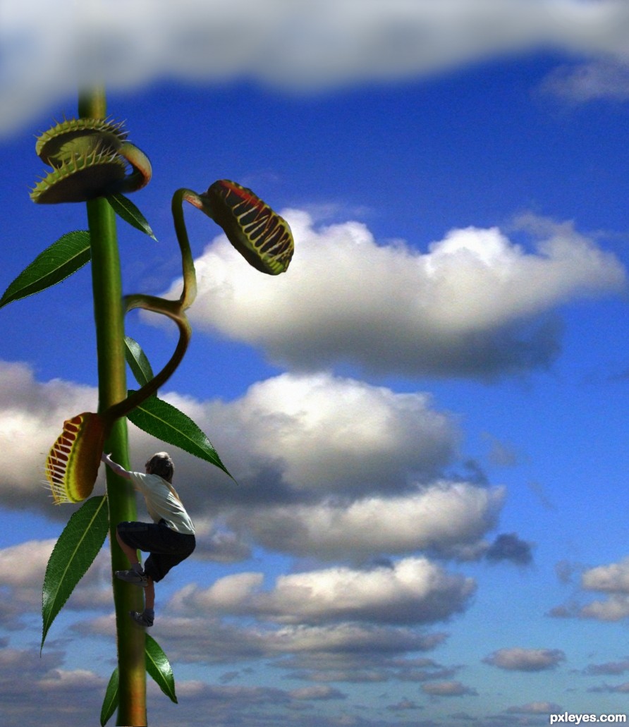 Dangerous Beanstalk