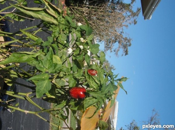 Creation of A Pepper's Lunch: Step 5