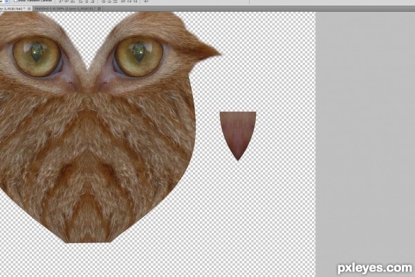 Creation of What a hoot: Step 2