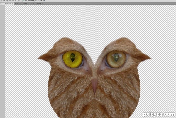 Creation of What a hoot: Step 3