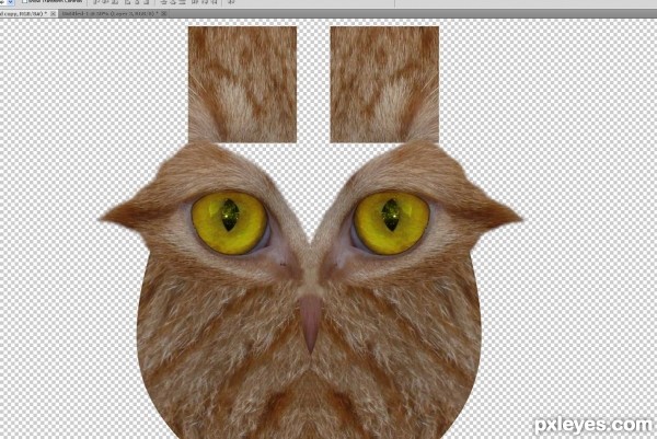 Creation of What a hoot: Step 4