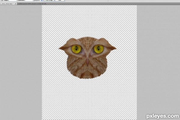 Creation of What a hoot: Step 6