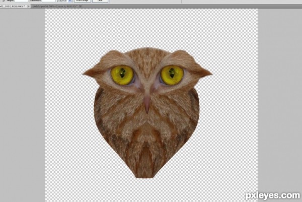 Creation of What a hoot: Step 7