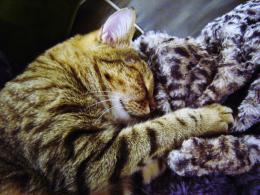 cat + blanket