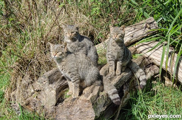 scotish wild cats