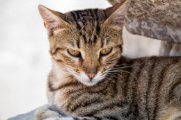 Temple cat