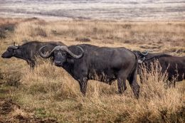 Buffalo