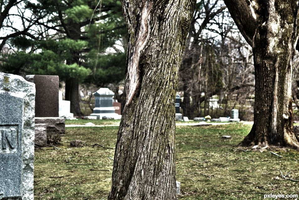 Cemetary Tree