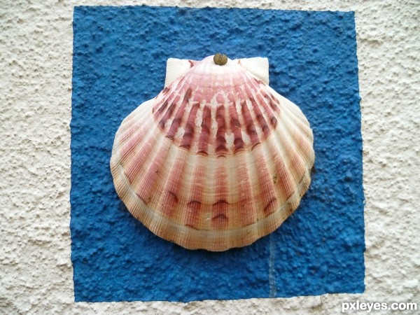 Shell on a wall