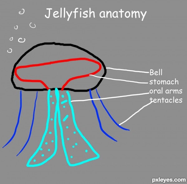 Creation of Megajellydon: Step 1