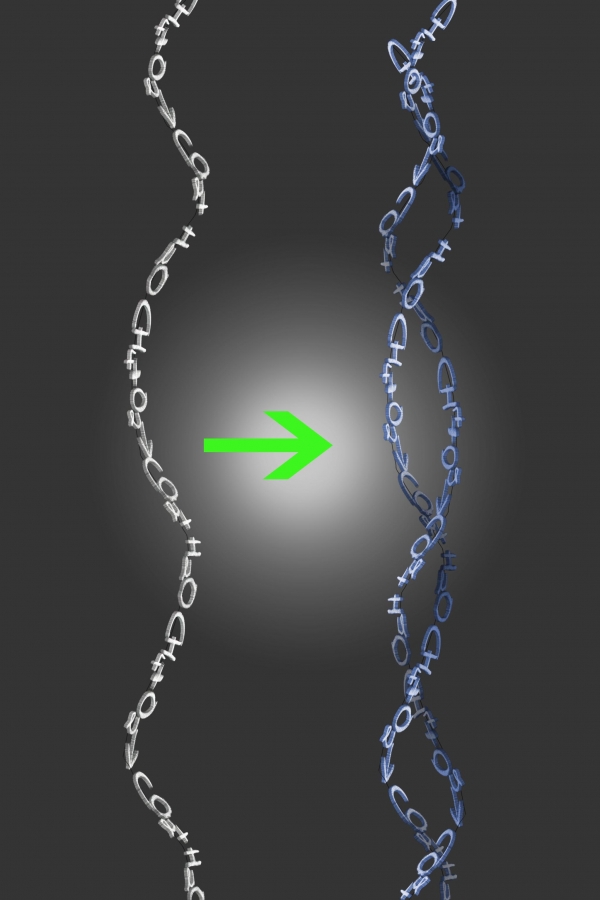 Creation of Deoxyribonucleic Acid: Step 2