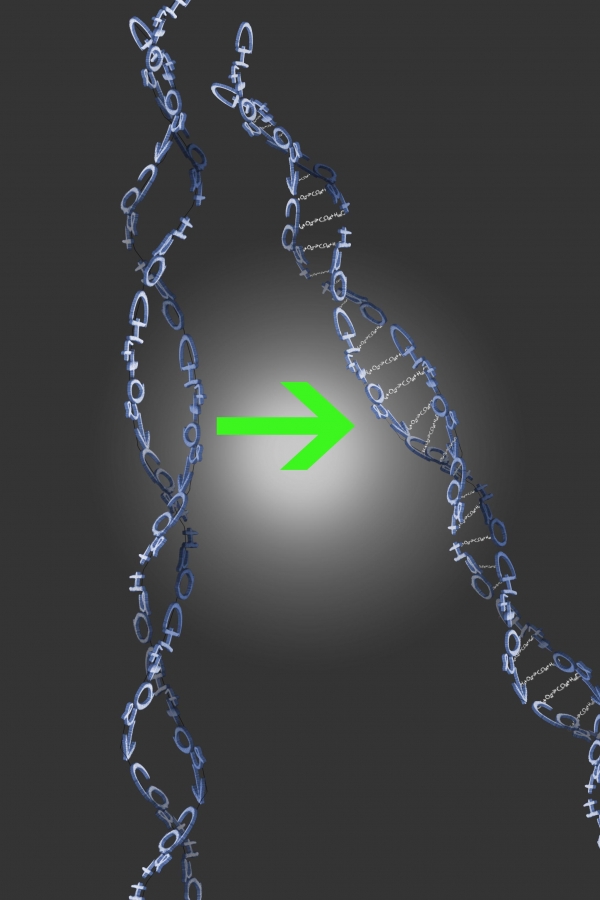 Creation of Deoxyribonucleic Acid: Step 3