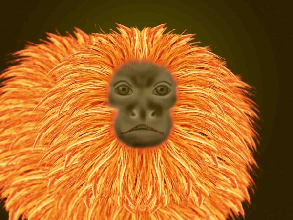 Creation of Golden lion tamarin: Step 7