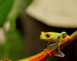 red eyed tree frog