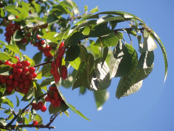 Creation of Chrome cherry: Step 1