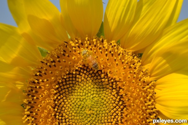 bee on sunflower