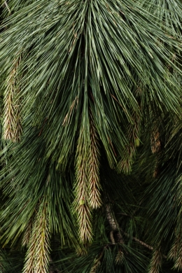 Pine Tree