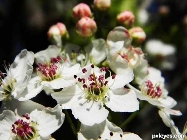 Creation of Bradford Pear: Step 1